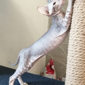 Elvis - Peterbald Kater