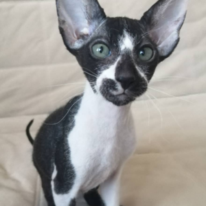 Holly - Peterbald Kätzin