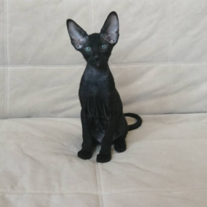 Harley - Peterbald Kater