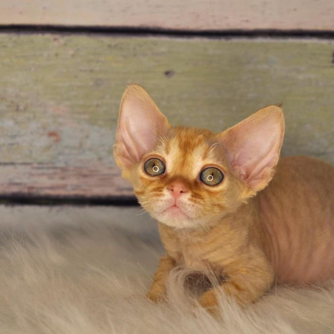 Tarantino – Devon Rex Kätzchen (weiblich)