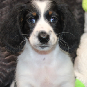 Elsy - Dackel Hündin (Dachshund Welpe)