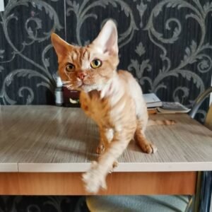 Penny – Devon Rex Kätzchen (männlich)