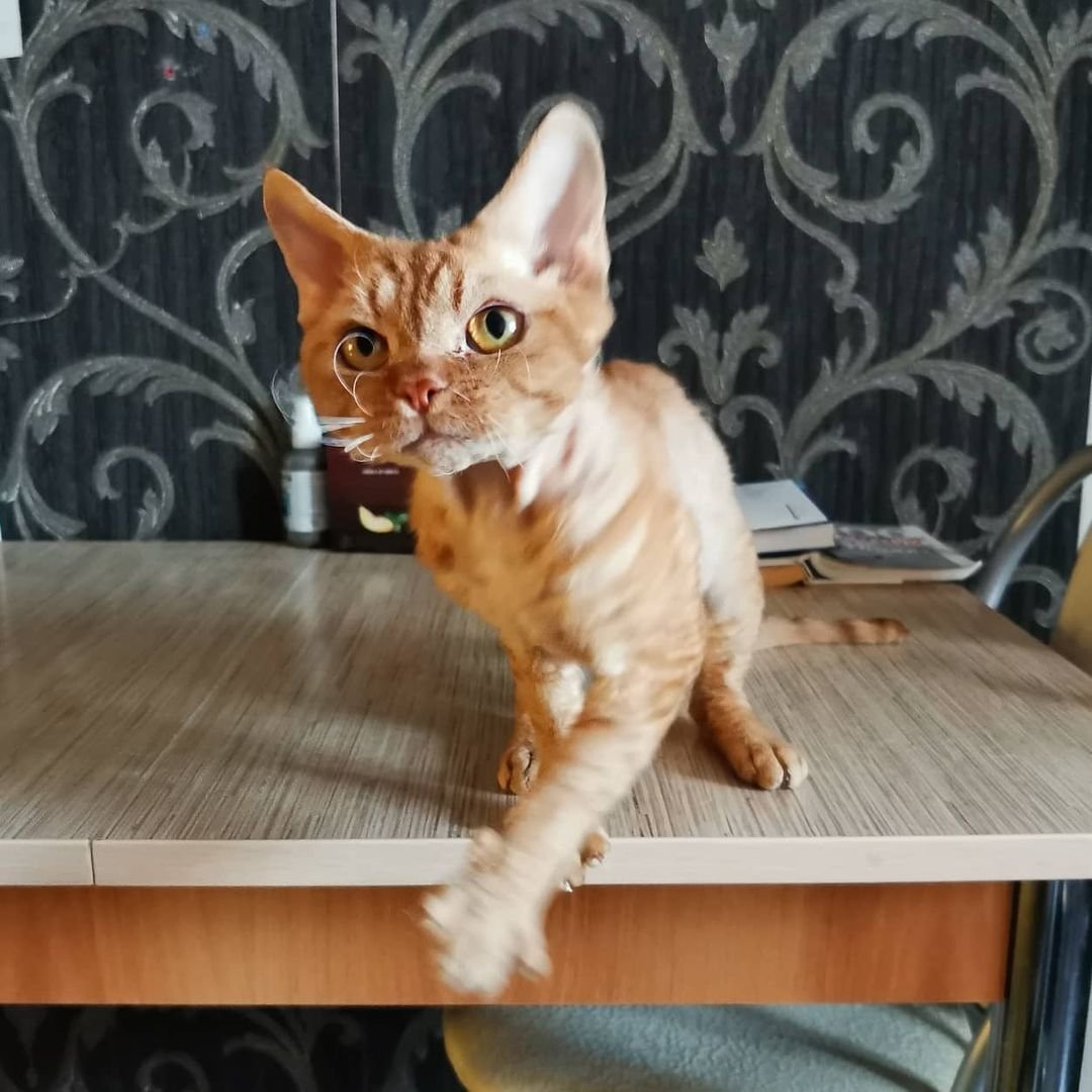 Penny – Devon Rex Kätzchen (männlich)