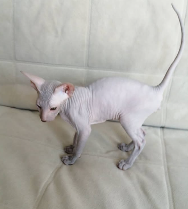 Liam - Peterbald Kater - Image 3