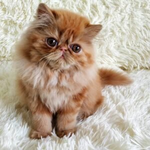 Lola - Weibliches Perserkätzchen