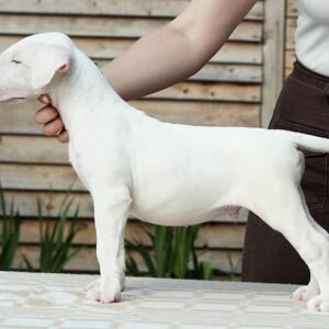 Billy - Bullterrier Rüde