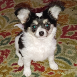 Sunny - Chihuahua Hündin