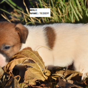 Teddy - Jack Russell Terrier Rüdenwelpe (Zwergpinscher)