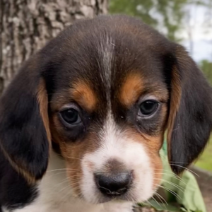 Luis - Beagle Rüdenwelpe