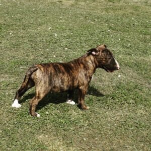 Kayla - Miniatur Bullterrier Hündin