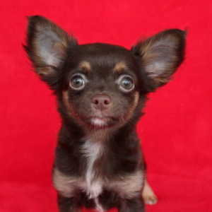 Darcy - Chihuahua Hündin