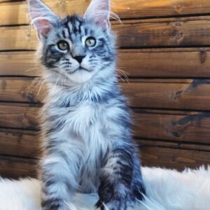 Larry - Maine Coon Kater