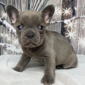 Kitt - Französische Bulldogge Rüde