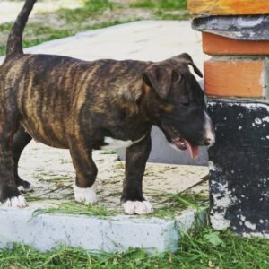 Max - Bullterrier Rüde