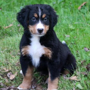 Madison - Weiblicher Berner Sennenhund