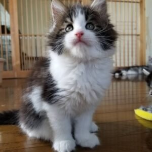 Celin - Maine Coon Kätzin