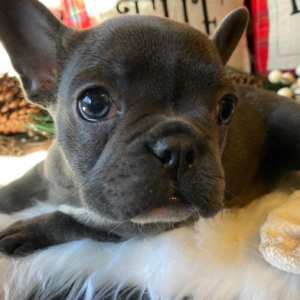 Saphire - Französische Bulldogge Hündin