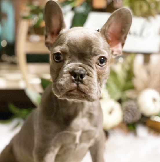 Mia - Französische Bulldogge Hündin