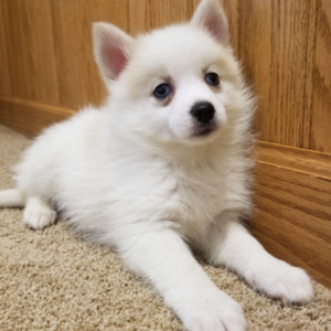 Callie - Pomsky Hündin