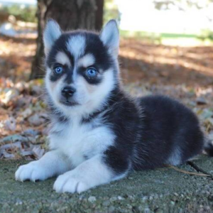 Alice - Pomsky Hündin