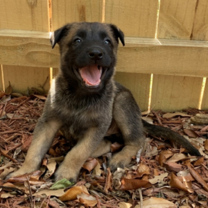 Misty - Weiblicher Malinois Welpe