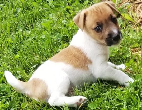 Bo - Jack Russell Terrier Rüdenwelpe