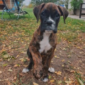 Gina - Boxer Hündin