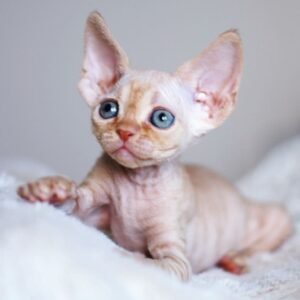 ARUNA – Devon Rex Kätzchen (männlich)