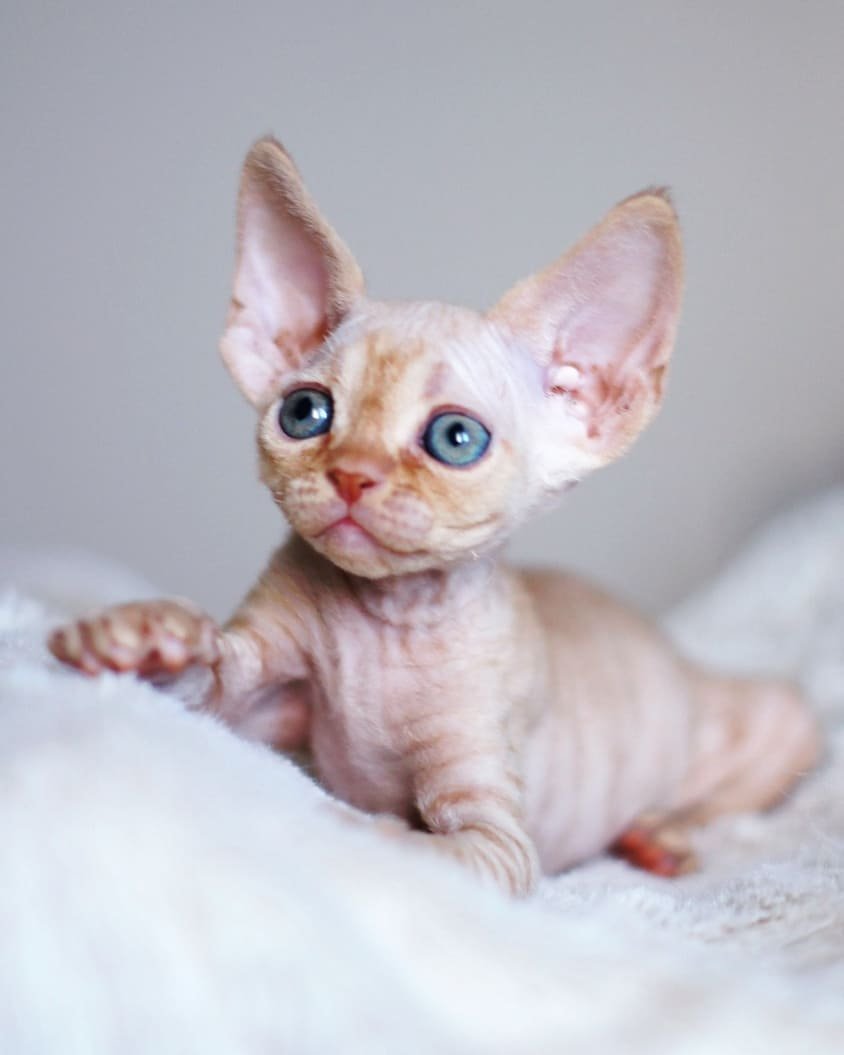 ARUNA – Devon Rex Kätzchen (männlich)