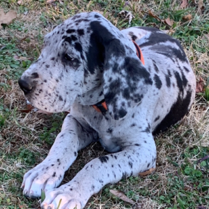 Ariel - Dalmatiner Rüdenwelpe