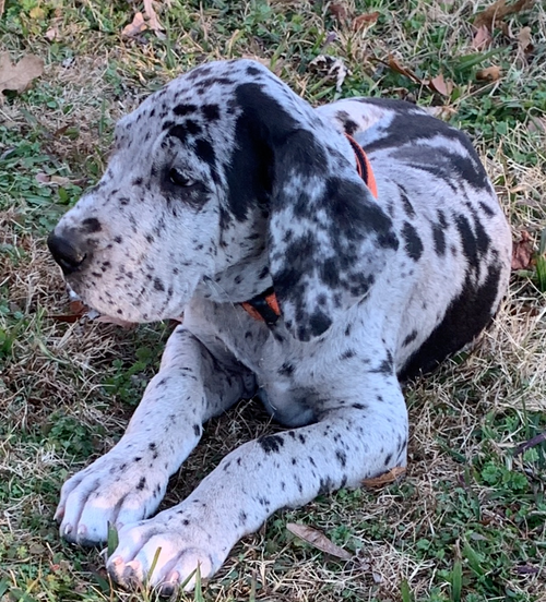 Ariel - Dalmatiner RĂŒdenwelpe