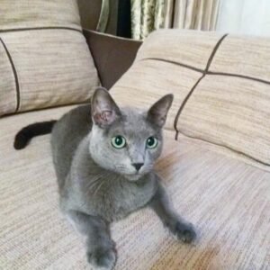 MARVEL - Russisch Blau Katerchen