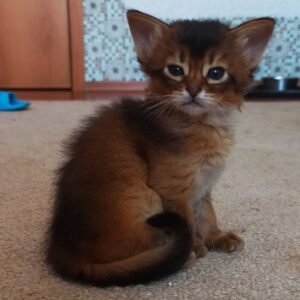 Pepper - Weibliches Somali Kätzchen