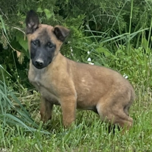 Bellamy - Männlicher Malinois Welpe