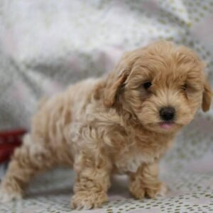 Darren - Maltipoo Hündin