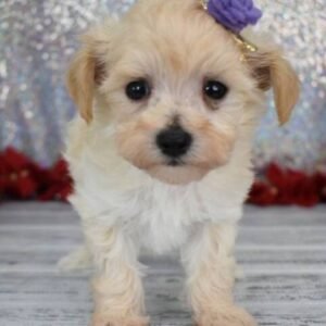 Elsa - Maltipoo Hündin