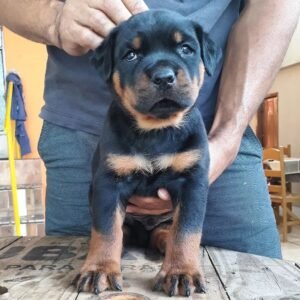 Machin - Rottweiler Rüde