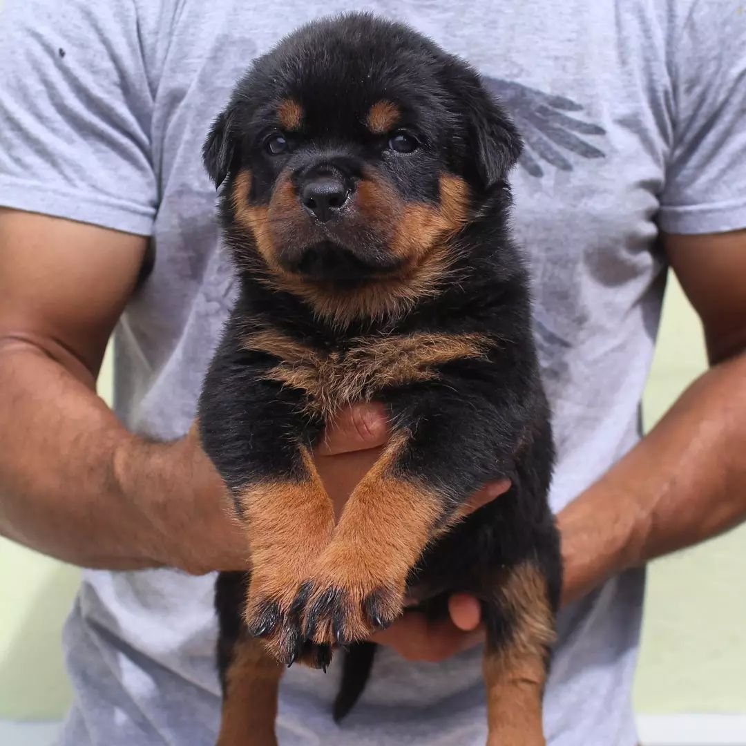 Leo - Rottweiler Rüde