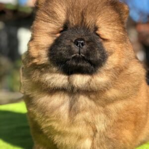 Rosie - Chow Chow Hündin