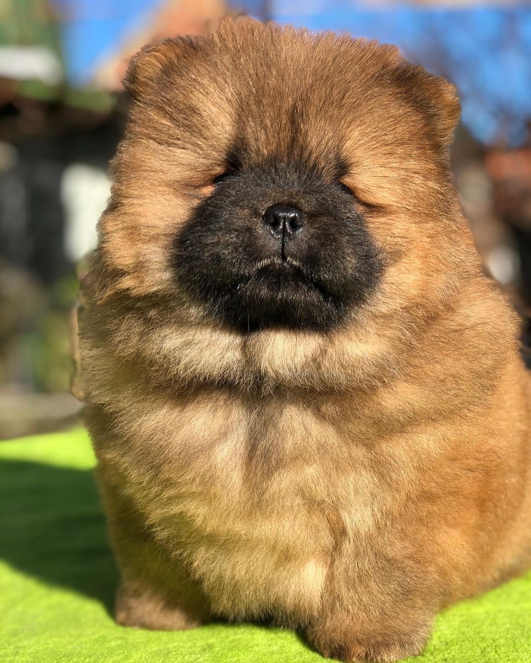 Rosie - Chow Chow Hündin