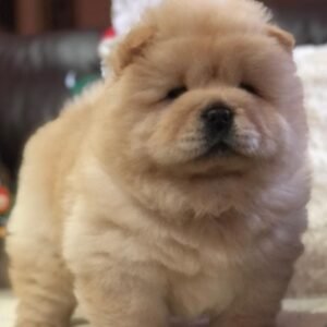 Louie - Chow Chow Rüdenwelpe