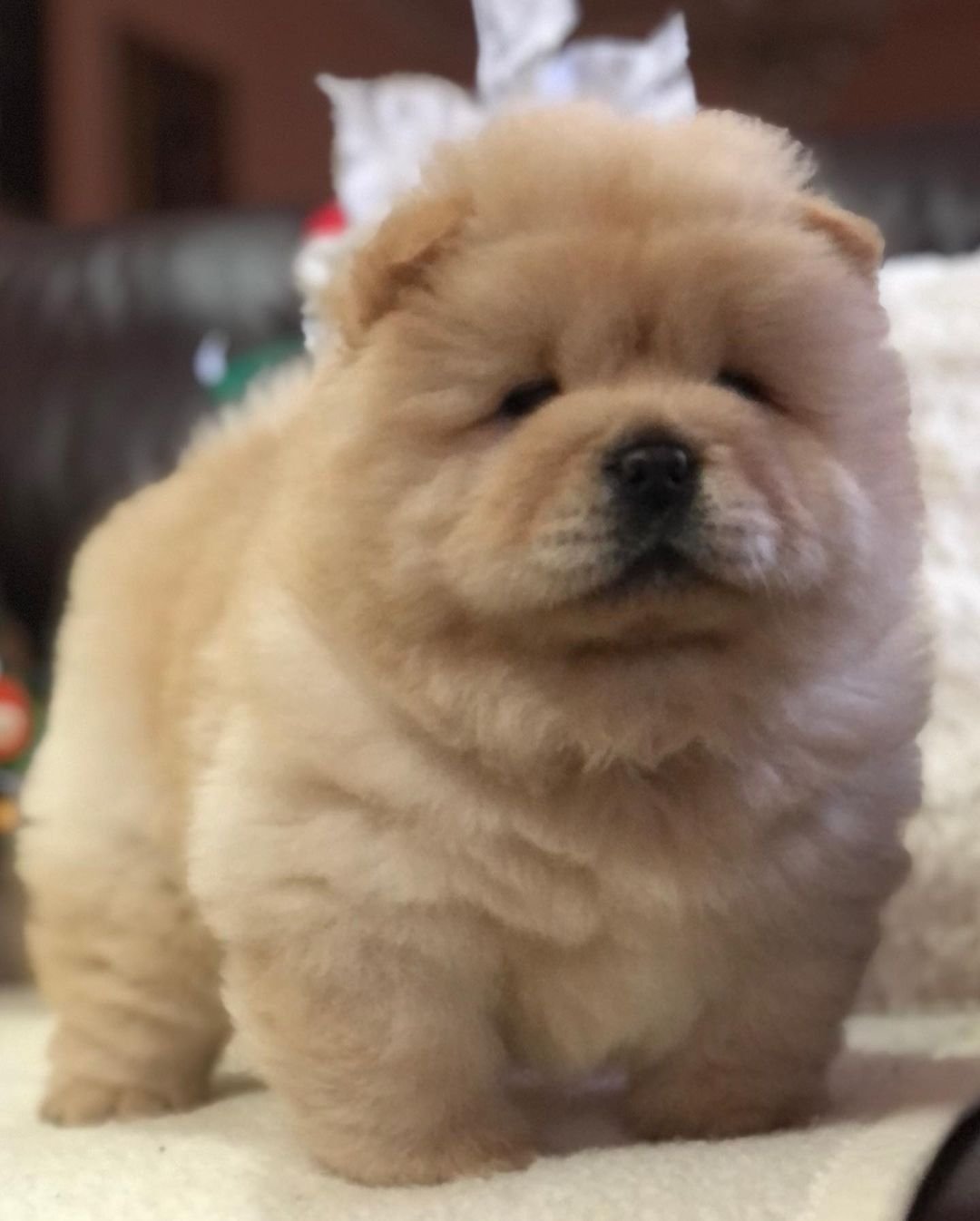 Louie - Chow Chow Rüdenwelpe