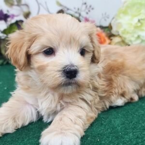 Stella - Maltipoo Hündin