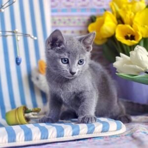 RICHARD - Russisch Blau Katerchen