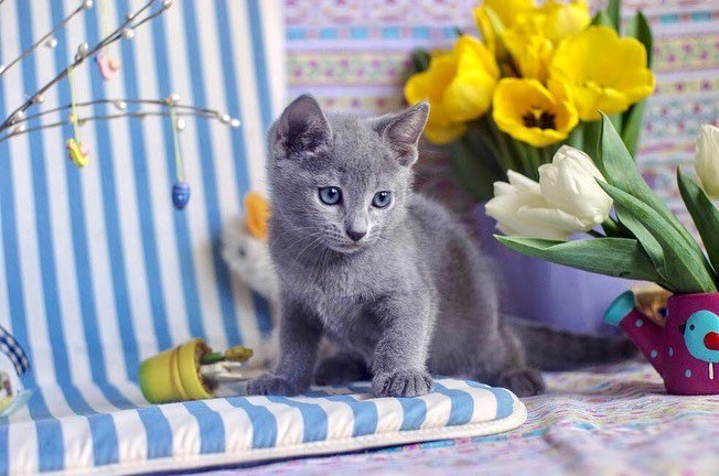 RICHARD - Russisch Blau Katerchen