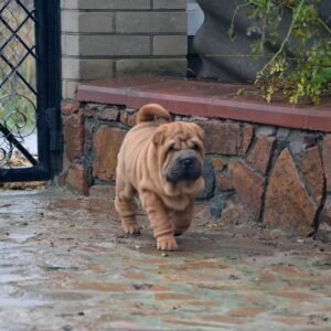 Bray - Shar Pei Rüdenwelpe