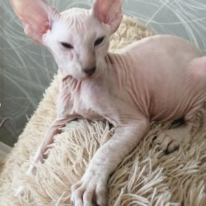 Iskander - Peterbald Kater