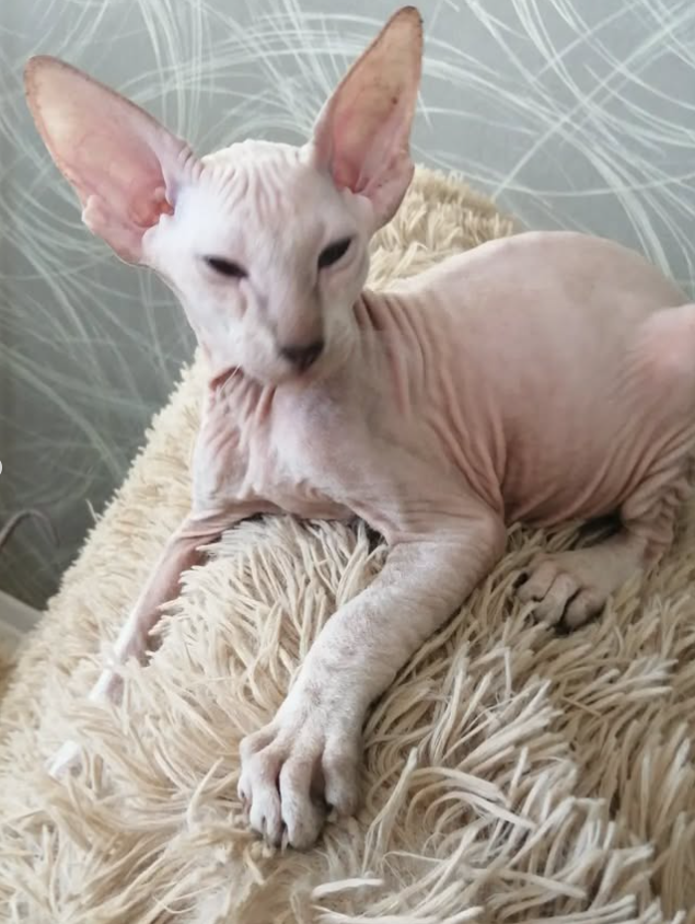 Iskander - Peterbald Kater