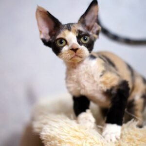 Lizzy – Devon Rex Kätzchen (weiblich)