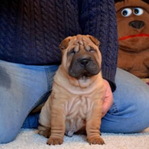 Chewy - Shar Pei Hündin